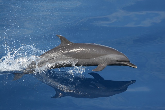 Delfin - Quelle: Pixabay