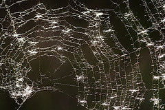 Spinnennetz