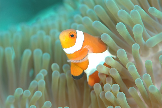 Clownfisch - Quelle: Pixabay
