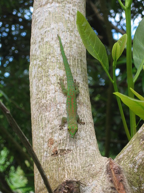 Gecko - Quelle: Pixabay