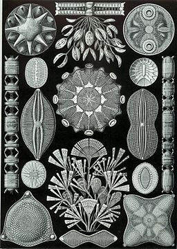 Kunstformen der Natur (1904), Tafel 84 - Quelle: Ernst Haeckel [Public domain], via Wikimedia Commons