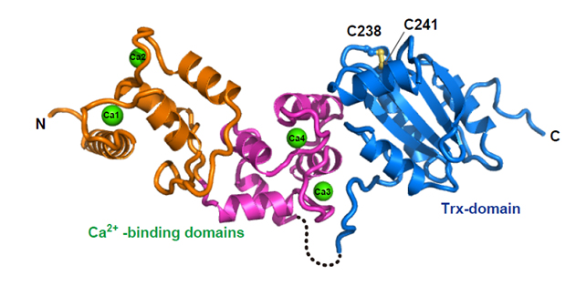 Das Protein "Calredoxin", Quelle: WWU / AG Hippler 