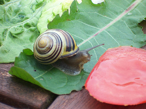 Bänderschnecke - bald ausgestorben? Bild: ©Martina Rüter