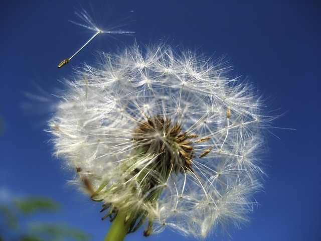 Pusteblume - Vorbild für den Fallschirm, Quelle: Pixabay