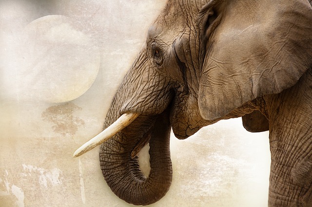 Elefantenrüssel - Quelle: Pixabay