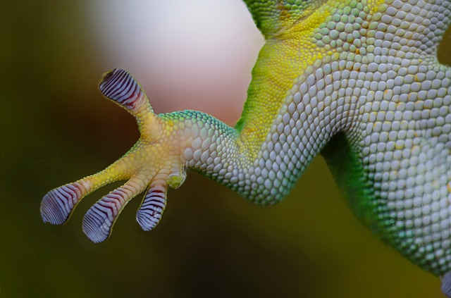 Gecko-Pfote - Quelle: Pixabay