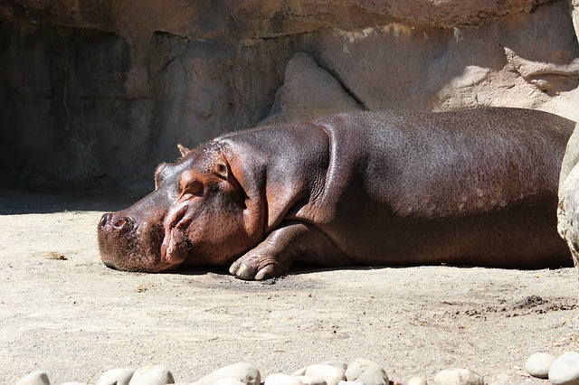 Nilpferd beim Sonnenbaden im Zoo - Quelle: Pixabay