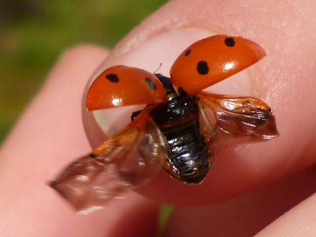 Marienkäfer mit entfalteten Flügeln - Quelle: Pixabay