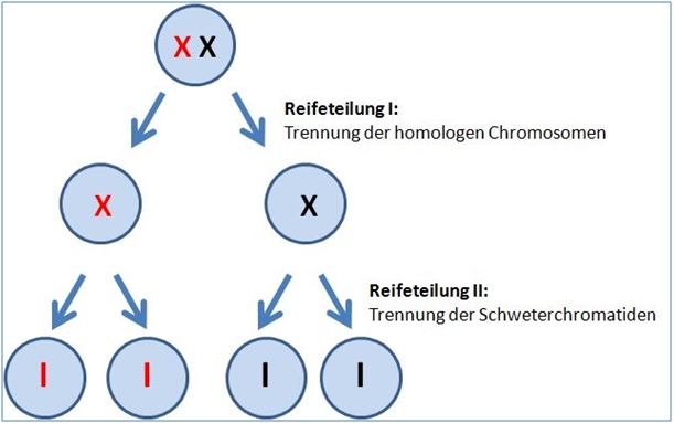 Meiose - geschlechtliche Vermehrung ©Martina Rüter