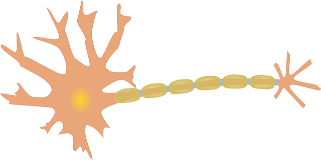 Schematische Darstellung eines Neuron - Quelle: Pixabay