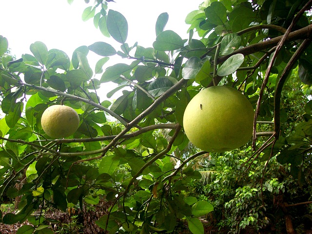 Pomelo - Quelle: Pixabay