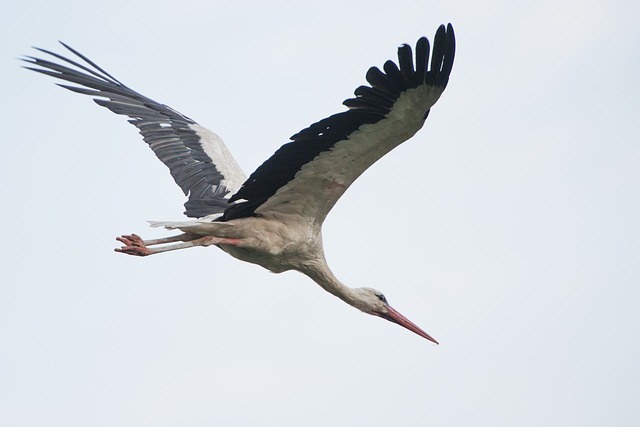 Fliegender Storch - Quelle: Pixabay