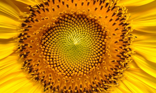 Sonnenblumensamen - Quelle: Pixabay