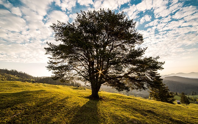 Ein Baum gewinnt durch die Photosynthese Energie zum Leben - Quelle: Pixabay